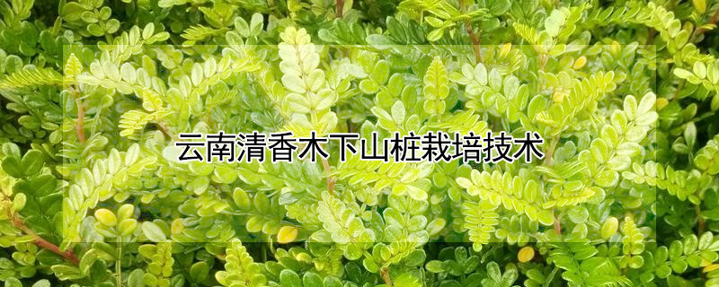 雲南清香木下山樁栽培技術