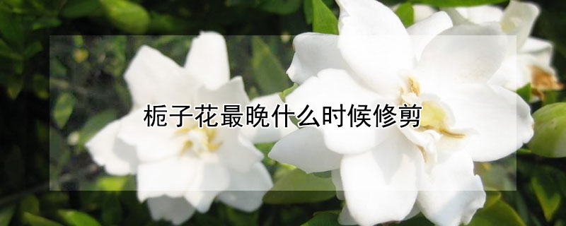 梔子花最晚什麼時候修剪