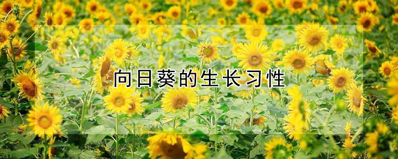 向日葵的生長習性