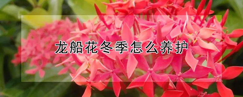 龍船花冬季怎麼養護
