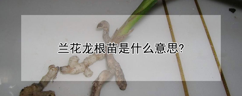 蘭花龍根苗是什麼意思?