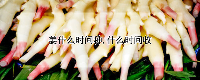 薑什麼時間種,什麼時間收