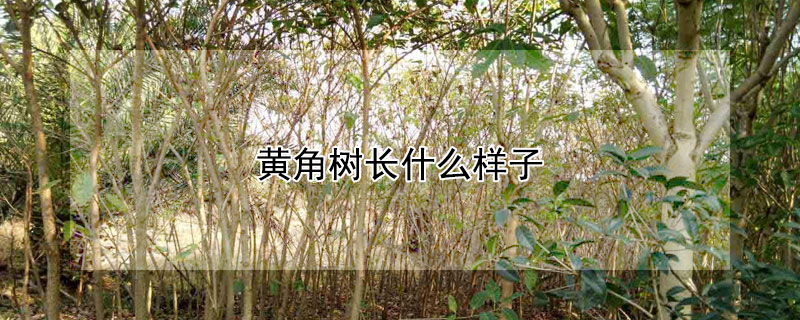 黃角樹長什麼樣子