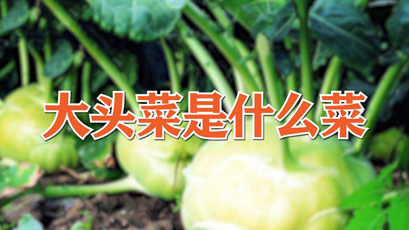 大頭菜是什麼菜