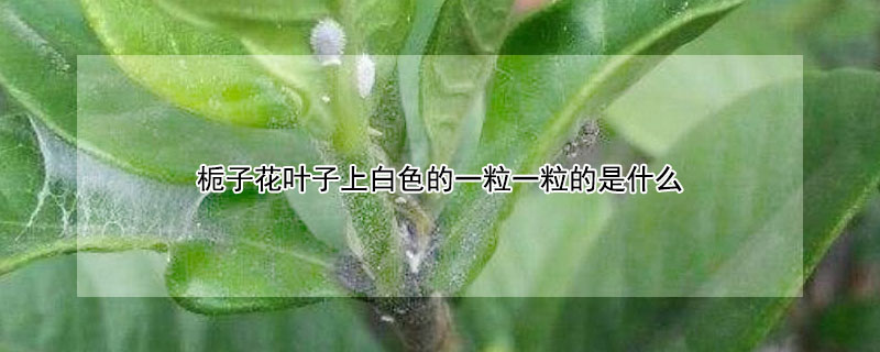 梔子花葉子上白色的一粒一粒的是什麼