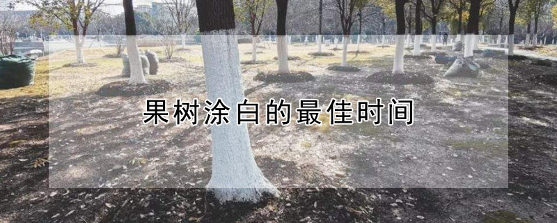 果樹塗白的最佳時間
