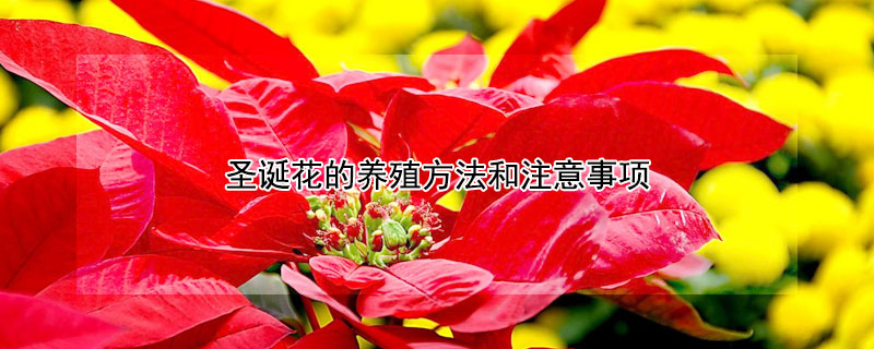 聖誕花的養殖方法和注意事項