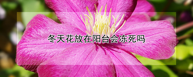 冬天花放在陽台會凍死嗎