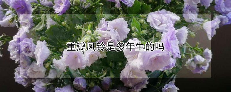 重瓣風鈴是多年生的嗎