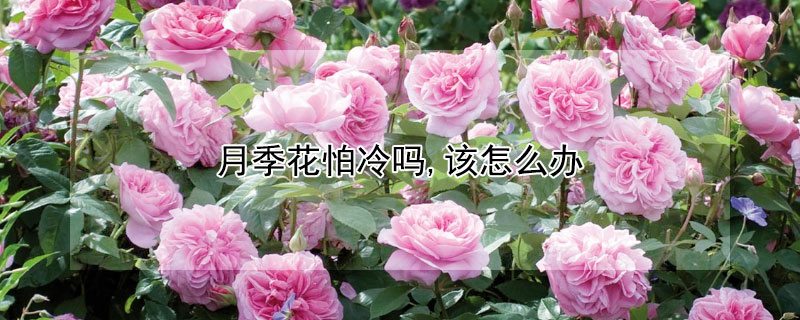 月季花怕冷嗎,該怎麼辦