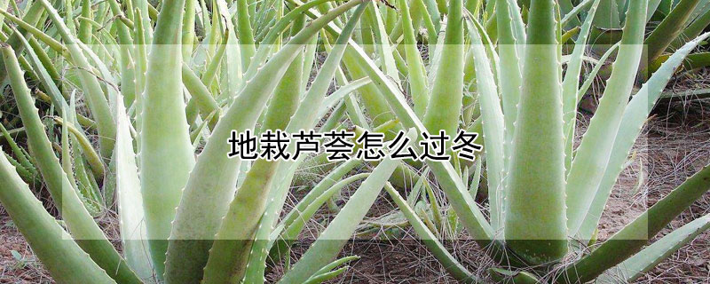 地栽蘆薈怎麼過冬