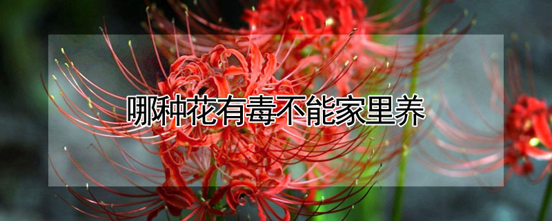 哪種花有毒不能家裏養