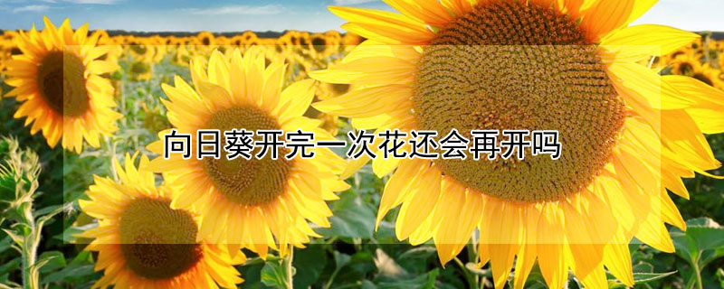 向日葵開完一次花還會再開嗎