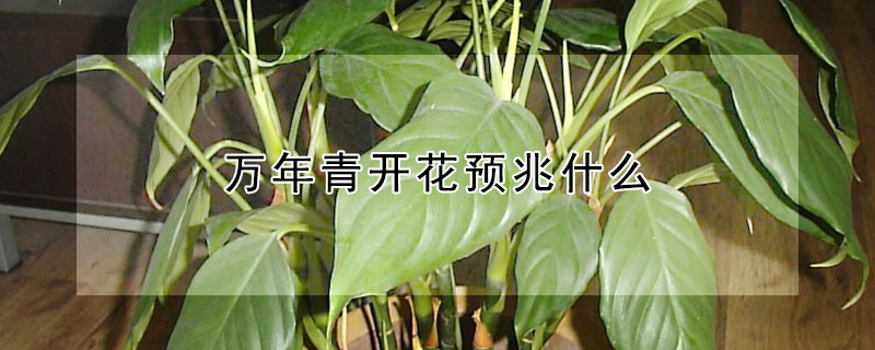 萬年青開花預兆什麼