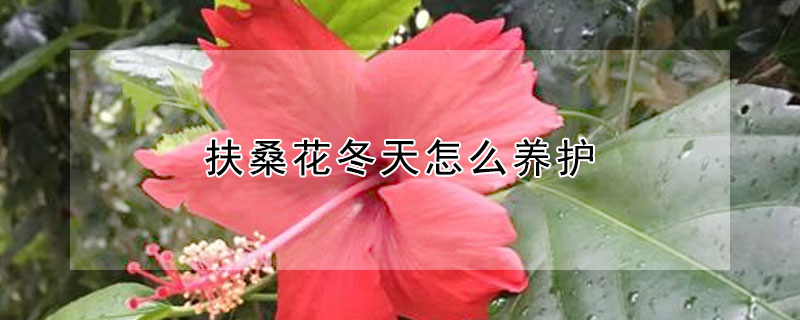 扶桑花冬天怎麼養護