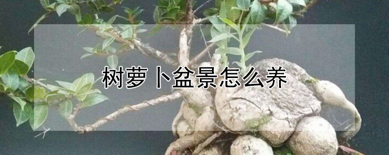 樹蘿卜盆景怎麼養
