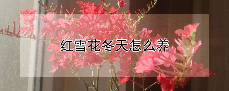 紅雪花冬天怎麼養