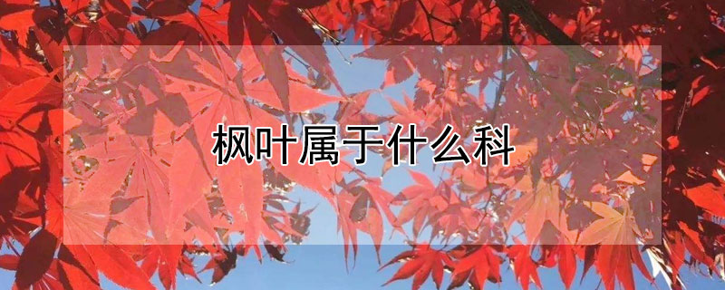 楓葉屬於什麼科