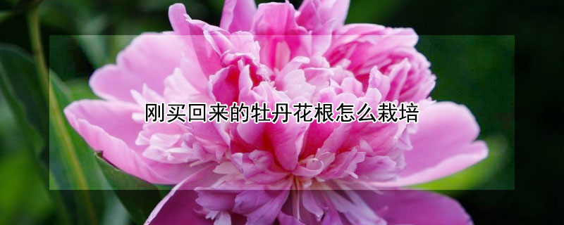 剛買回來的牡丹花根怎麼栽培