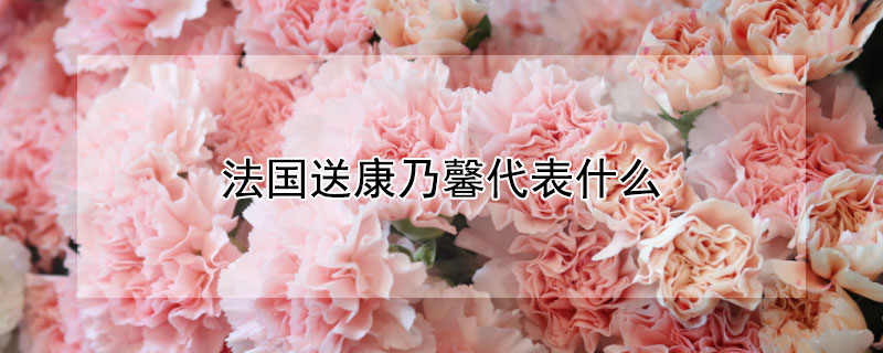 法國送康乃馨代表什麼