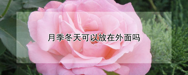 月季冬天可以放在外麵嗎