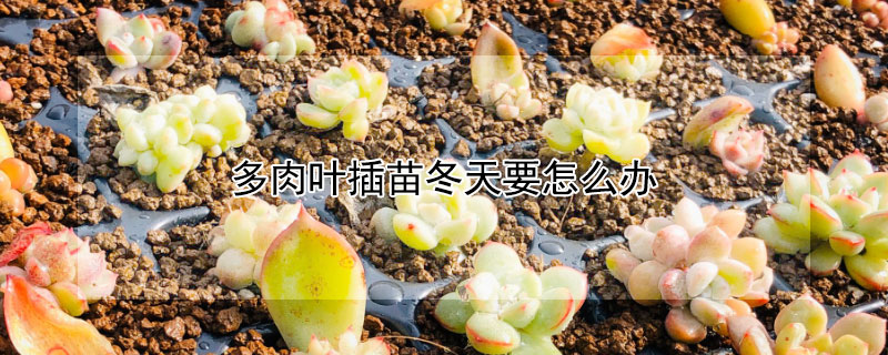 多肉葉插苗冬天要怎麼辦