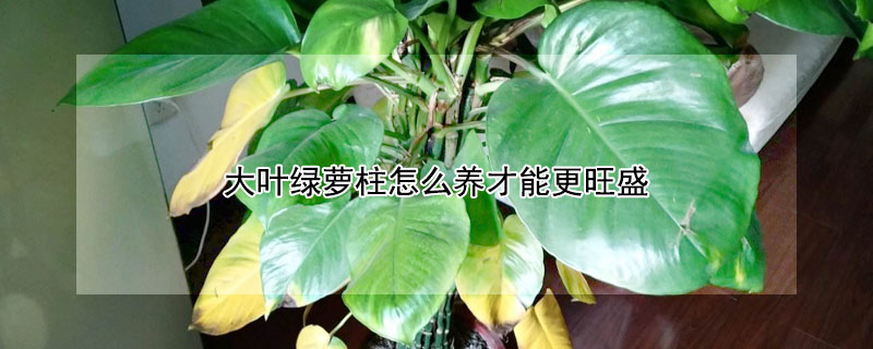 大葉綠蘿柱怎麼養才能更旺盛