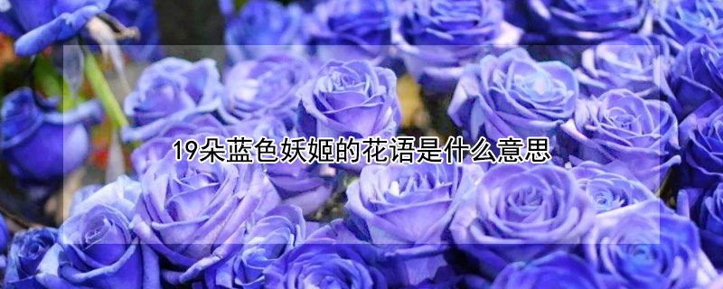 19朵藍色妖姬的花語是什麼意思