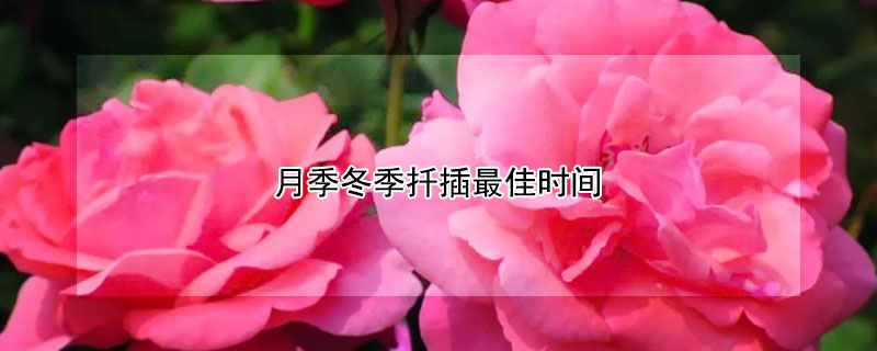 月季冬季扡插最佳時間