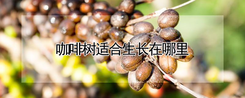 咖啡樹適合生長在哪裏