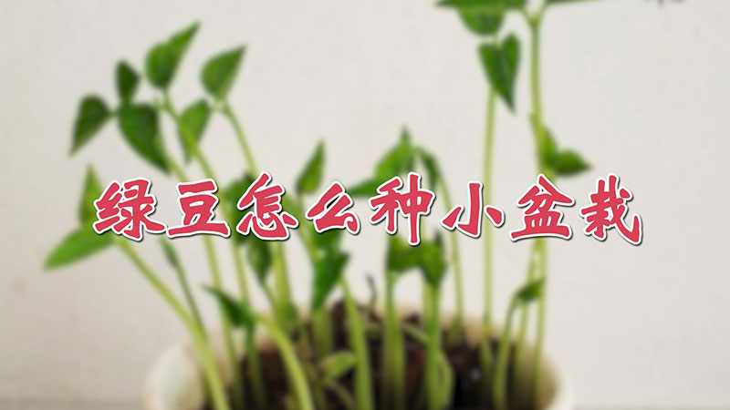 綠豆怎麼種小盆栽