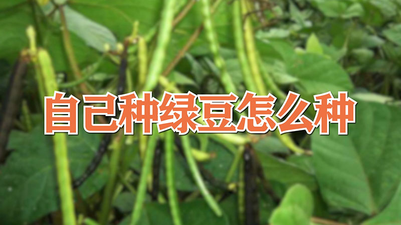自己種綠豆怎麼種
