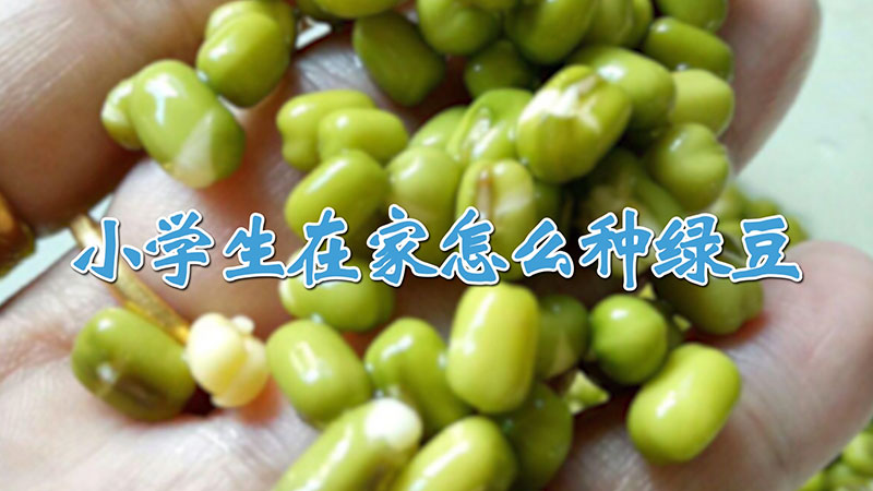 小學生在家怎麼種綠豆