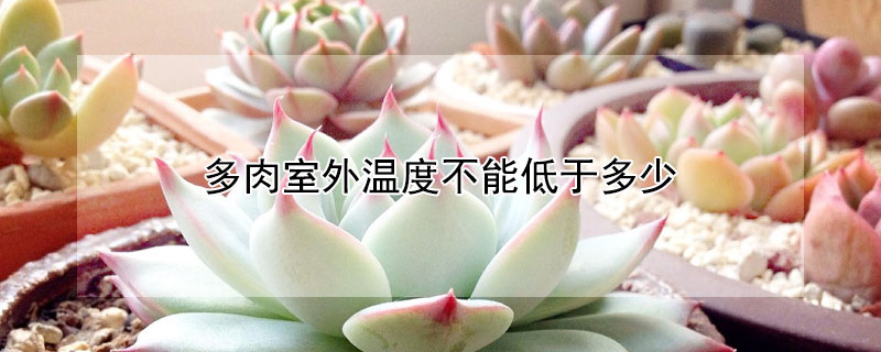 多肉室外溫度不能低於多少