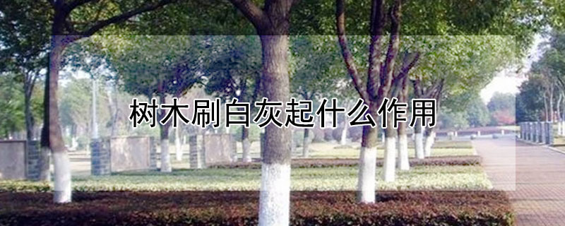 樹木刷白灰起什麼作用