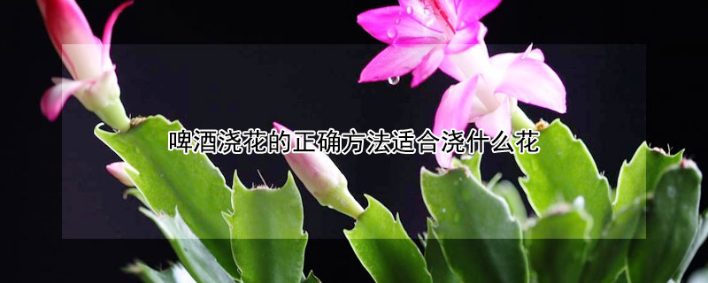 啤酒澆花的正確方法適合澆什麼花