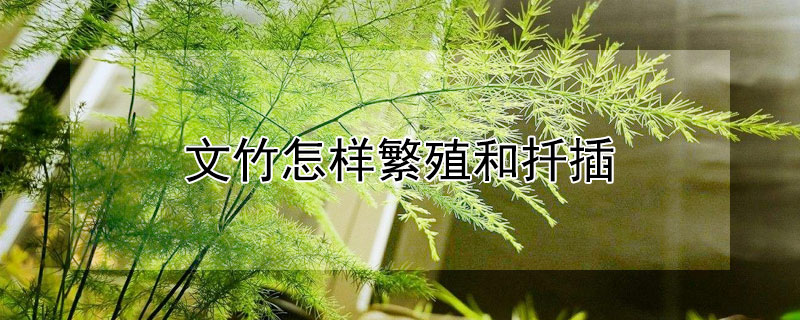 文竹怎樣繁殖和扡插