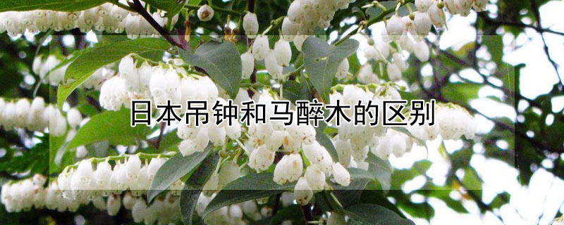 日本吊鍾和馬醉木的區別