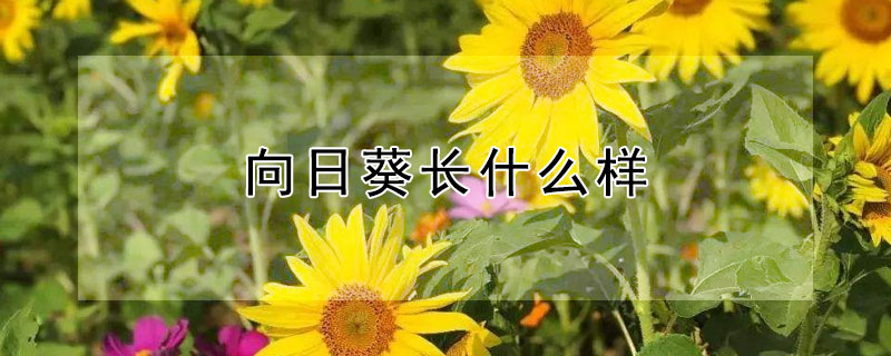 向日葵長什麼樣