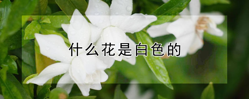 什麼花是白色的