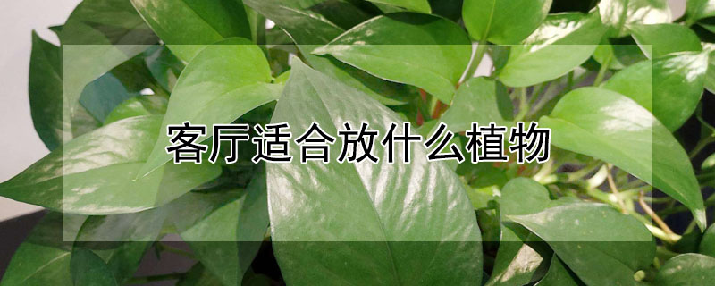 客廳適合放什麼植物