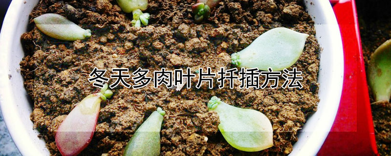 冬天多肉葉片扡插方法