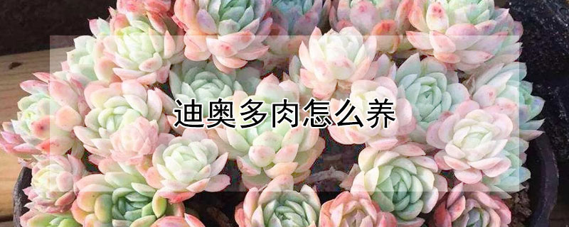 迪奧多肉怎麼養