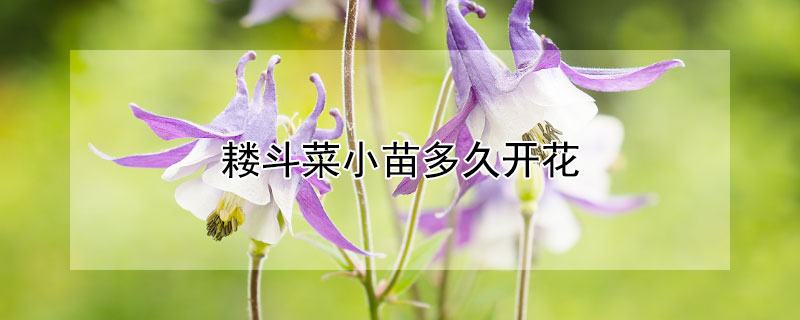 耬鬥菜小苗多久開花