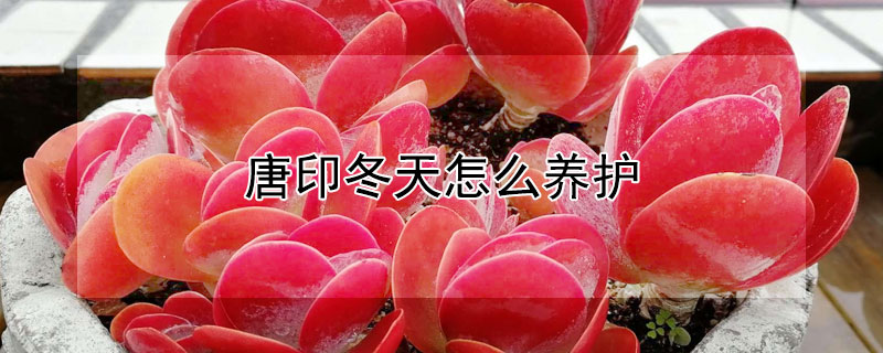 唐印冬天怎麼養護