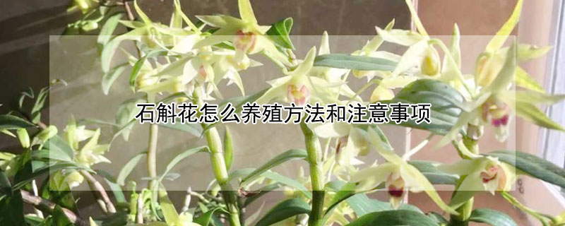 石斛花怎麼養殖方法和注意事項