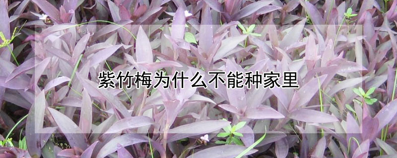 紫竹梅為什麼不能種家裏