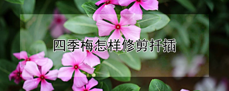 四季梅怎樣修剪扡插