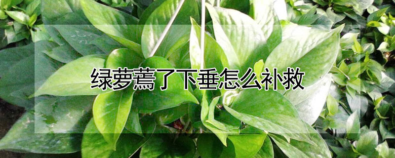 綠蘿蔫了下垂怎麼補救