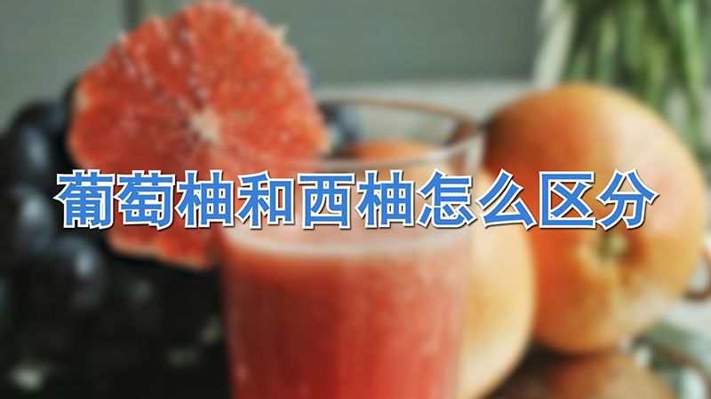 葡萄柚和西柚怎麼區分